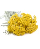 🌼🐝 Butași de Immortelle (Helichrysum italicum)