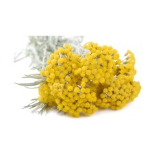 🌼🐝 Butași de Immortelle (Helichrysum italicum)