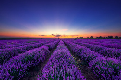 Fototapet autocolant Camp lavanda nesfarsit, rasarit de soare, 250 x 150 cm foto