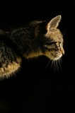 Tablou Canvas, "Profil de pisică &icirc;n lumină misterioasă", &Icirc;ntuneric, Pisică, Profil, Blană, Mustăți, Iluminare, Contrast, Observare, Noapte, Siluetă, 2