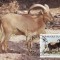 C5497 - Ciad 1988 - carte maxima fauna