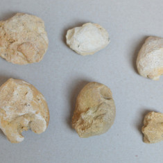 Lot 6 fosile din Cretacic