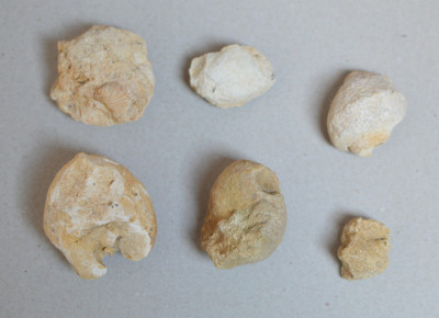 Lot 6 fosile din Cretacic foto