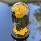 Cumpara ieftin Trandafir Criogenat galben &Oslash;6,5cm in cupola de sticla 10x20cm
