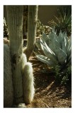 Tablou Canvas, "Cactuși și agave &icirc;n deșertul arid", Cactus, Agave, Soare, Umbre, Texturi, Desert, Verde, Natural, Peisaj, Arid, 26 x 39 cm, CMCLASS