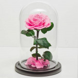 Trandafir Criogenat roz Bonita &Oslash;9,5cm in cupola 17x28cm