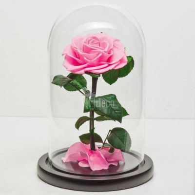 Trandafir Criogenat roz Bonita &amp;Oslash;9,5cm in cupola 17x28cm foto