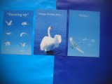 HOPCT LOT NR 396 LEBEDE-PASARI DE APA -FAUNA-3 CARTI POSTALE-NECIRCULATE, Circulata, Printata