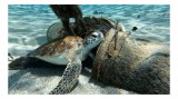 Tablou Canvas, "Broasca țestoasă odihnindu-se pe fundul oceanului", Broască Țestoasă, Ocean, Nisip, Apă Cristalină, Plante Subacvatice, Relaxare, Natu