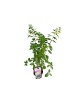 Hortensie, Hydrangea panic. PETITE&reg; STAR Coustar02 PBR C2, Oem