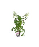 Hortensie, Hydrangea panic. PETITE&reg; STAR Coustar02 PBR C2, Oem