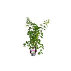Hortensie, Hydrangea panic. PETITE&reg; STAR Coustar02 PBR C2