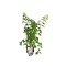 Hortensie, Hydrangea panic. PETITE&reg; STAR Coustar02 PBR C2