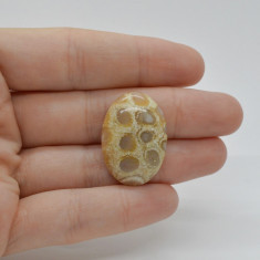 Cabochon coral fosilic 28x19x7mm c67