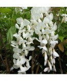 Planta Glicina Wisteria frutescens Nivea C2, ghiveci 2l