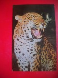 HOPCT 14871 PANTERA- PANTHERA PARDUS --FELINE - -FAUNA - -NECIRCULATA