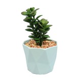 Planta Suculenta In Ghiveci, Gri, Plastic, 16Cm ComfortTravel Luggage, Ella Home