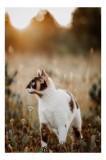 Tablou Canvas, "Pisică &icirc;n lumina apusului de vară", Frumusețe, Bl&acirc;ndețe, Serenitate, Natură, Libertate, Grație, Mister, Curiozitate, Splendoare, Elega