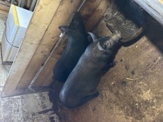 Vǎnd porc 120 kg crescut natural, Suceava