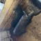 Vǎnd porc 120 kg crescut natural, Suceava
