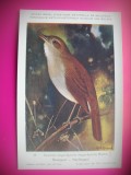 HOPCT 6257 LUSCINIA MEGARHYNCHA MEGARCHYNCHA -PASARI-FAUNA EUROPA-CP CHROMO LITHO -MUZEUL REGAL STIINTE NATURALE BELGIA-NECIRCULATA, Printata