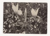 FA43-Carte Postala- FRANTA - Crocus, circulata 1969, Fotografie