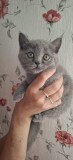 Pui pisica british varsta 8 saptamani