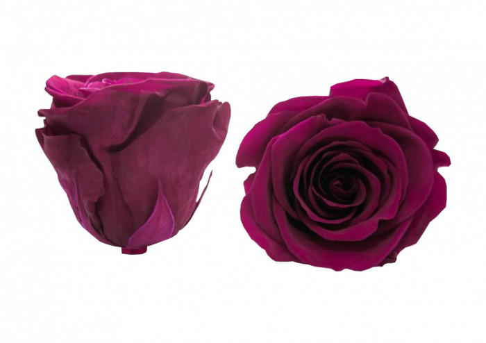 Trandafiri Criogenati Roseamour, Marime XL, Roz inchis