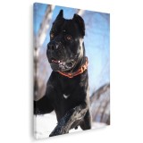 Tablou caine Cane Corso Tablou canvas pe panza CU RAMA 60x90 cm