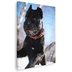 Tablou caine Cane Corso Tablou canvas pe panza CU RAMA 20x30 cm
