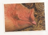 FA126 -Carte Postala- TARA NECUNOSCUTA - Rat de porc, necirculata