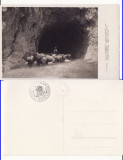 Cheile Bicazului (Bicaz, Neamt) - Tunelul, stana