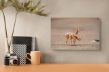 Tablou Canvas, "Vicu&ntilde;e &icirc;n deșertul arid al Anzilor", Desert, Vicugne, Nisip, Cămile, Munți, Faună, Sălbăticie, Serenitate, 39 x 26 cm, CMCLASS
