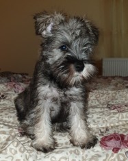 Pui Schnauzer pitic argintiu foto