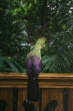 Tablou Canvas, "Pasărea exotică &icirc;ntr-o grădină tropicală", Plumaj, Verde, Penaj, Curiozitate, Tropical, Natură, Păsări, Grădină, Exotism, Frumusețe, 2
