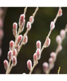 Planta, Salcie Japoneza cu Matisori Roz, Salix gracilistyla Mt Aso P9, ghiveci 9cm, Oem
