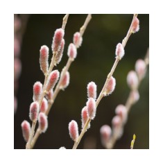 Planta, Salcie Japoneza cu Matisori Roz, Salix gracilistyla Mt Aso P9, ghiveci 9cm
