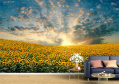 Tapet Premium Canvas - Campul de floarea soarelui la apus foto