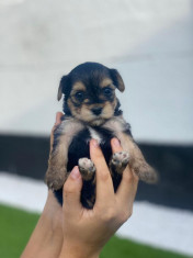 Yorkshire terrier foto