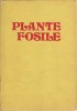 Plante fosile - Iustinian Petrescu