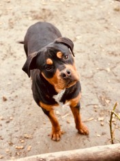 Rottweiler-Amstaff Mascul Superb foto