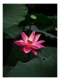 Tablou Canvas, "Floare de lotus &icirc;n lumină bl&acirc;ndă", Floare, Lotus, Roz, Frunze, Verde, Natură, Eleganță, Frumusețe, 26 x 39 cm, CMCLASS