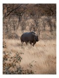 Tablou Canvas, "Rinocerul solitar &icirc;n savană toamna", Rinocer, Savana, Vegetație, Tufisuri, Cer, Natură, Sălbăticie, Solitudine, Păm&acirc;ntiu, Calm, Peisaj