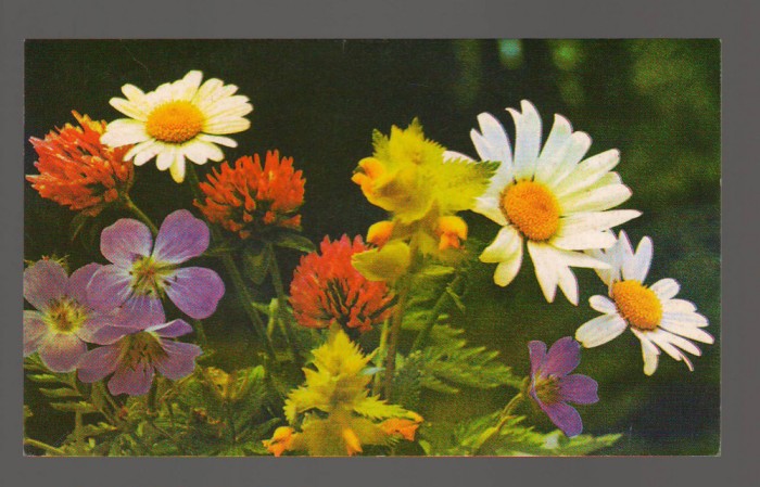 CPIB 20266 FELICITARE - FLORI