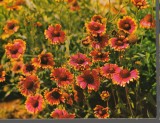 CPIB 15122 - FELICITARE - FLORI DE CAMP. KRUGER