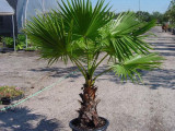 WASHINGTONIA FILIFERA - palmier evantai - 5 semintepentru semanat