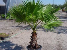 WASHINGTONIA FILIFERA - palmier evantai - 5 semintepentru semanat foto