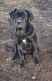 Cane Corso, cu pedigree!