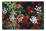 Tablou Canvas, "Flori contrastante &icirc;ntr-un covor de culori", Flori, Roșu, Alb, Contrast, Natură, Textură, Grădină, Viu, Petale, Frumusețe, 39 x 26 cm,
