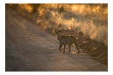 Tablou Canvas, "Leopard &icirc;n lumina apusului african", Leopard, Drum, Apus, Sălbăticie, Vegetație, Umbră, Auriu, Misterios, Singuratic, Aventură, 39 x 2